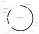 Fig. 05 - Chikungunya virus (CHIKV) or Venezuelan equine encephalitis virus (VEEV) virus-like particles comprising heterologous antigens inserted into the envelope protein