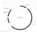 Fig. 06 - Chikungunya virus (CHIKV) or Venezuelan equine encephalitis virus (VEEV) virus-like particles comprising heterologous antigens inserted into the envelope protein