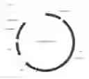 Fig. 07 - Chikungunya virus (CHIKV) or Venezuelan equine encephalitis virus (VEEV) virus-like particles comprising heterologous antigens inserted into the envelope protein