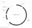 Fig. 09 - Chikungunya virus (CHIKV) or Venezuelan equine encephalitis virus (VEEV) virus-like particles comprising heterologous antigens inserted into the envelope protein