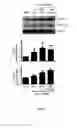 Fig. 02 - Antagonist of the BTLA/HVEM interaction for use in therapy