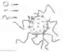 Fig. 01 - Powders from wax-based colloidal dispersions and their process of making