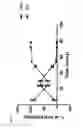 Fig. 04 - A PROCESS FOR THE PRODUCTION OF ADENOVIRUS
