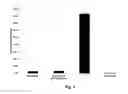 Fig. 05 - Engineered heme-binding compositions and uses thereof