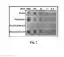 Fig. 03 - Phage twort endolysin CHAP domain is lytic for 