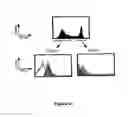 Fig. 24 - Compositions for and methods of identifying antigens
