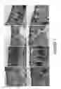 Fig. 02 - Composition and method for inner ear sensory hair cell regeneration and replacement