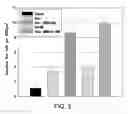 Fig. 04 - Composition and method for inner ear sensory hair cell regeneration and replacement