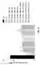 Fig. 10 - Composition and method for inner ear sensory hair cell regeneration and replacement