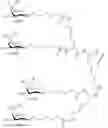 Fig. 93 - Compositions and methods for modulating apolipoprotein C-III expression