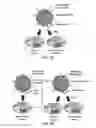 Fig. 04 - DELIVERY PLATFORMS FOR THE DOMESTICATION OF ALGAE AND PLANTS
