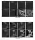 Fig. 35 - DELIVERY PLATFORMS FOR THE DOMESTICATION OF ALGAE AND PLANTS