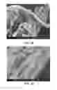 Fig. 35 - Processing biomass
