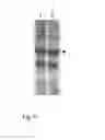 Fig. 08 - Method for producing natively folded proteins in a prokaryotic host