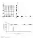 Fig. 13 - Method for producing natively folded proteins in a prokaryotic host