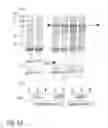 Fig. 14 - Method for producing natively folded proteins in a prokaryotic host
