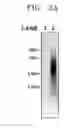 Fig. 04 - Method of amplifying telomere