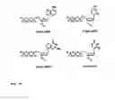 Fig. 25 - Synthesis of cleavable fluorescent nucleotides as reversible terminators for DNA sequencing by synthesis