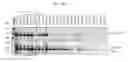 Fig. 23 - Prediction of effect of a c-Met inhibitor using mutation of KRAS or BRAF