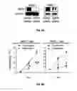 Fig. 10 - METHODS OF PROGNOSTICALLY CLASSIFYING AND TREATING GLANDULAR CANCERS