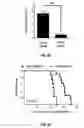 Fig. 13 - METHODS OF PROGNOSTICALLY CLASSIFYING AND TREATING GLANDULAR CANCERS