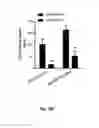 Fig. 25 - METHODS OF PROGNOSTICALLY CLASSIFYING AND TREATING GLANDULAR CANCERS