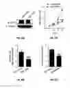 Fig. 30 - METHODS OF PROGNOSTICALLY CLASSIFYING AND TREATING GLANDULAR CANCERS