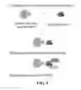 Fig. 11 - Method for the concentration and detection of virus