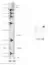 Fig. 10 - Remotely operated isolation valve