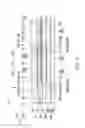 Fig. 09 - Gas sensor element, gas sensor, and method of manufacturing gas sensor element