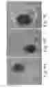 Fig. 12 - Engineering individually addressable cellular spheroids using aqueous two-phase systems