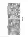 Fig. 10 - Methods of using U2-OS cells to identify potential sweet taste modulators