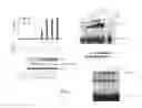 Fig. 04 - Methods for diagnosis and treatment of amyotrophic lateral sclerosis based on an increased level of interaction between TDP-43 polypeptide and NF-KB P65 polypeptide