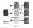 Fig. 06 - Image quality for diagnostic resolution digital slide images