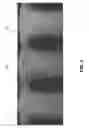 Fig. 12 - Subspace clothing simulation using adaptive bases