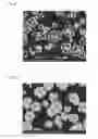 Fig. 03 - Transition metal composite hydroxide particles and production method thereof, cathode active material for non-aqueous electrolyte rechargeable battery and production method thereof, and nonaqueous electrolyte rechargeable battery