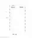 Fig. 13 - ELECTRONIC DEVICE