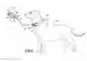Fig. 06 - Collars with integrated leashes