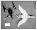 Fig. 01 - Remotely Controllable Flying Decoy
