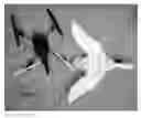 Fig. 03 - Remotely Controllable Flying Decoy