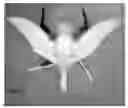 Fig. 04 - Remotely Controllable Flying Decoy