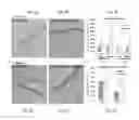 Fig. 06 - METHOD AND COMPOSITION FOR HYPOTHERMIC STORAGE OF PLACENTAL TISSUE