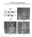 Fig. 08 - METHOD AND COMPOSITION FOR HYPOTHERMIC STORAGE OF PLACENTAL TISSUE