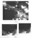 Fig. 08 - Compositions and methods for the removal of biofilms