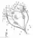 Fig. 04 - DEVICE FOR PREVENTING CLOT MIGRATON FROM LEFT ATRIAL APPENDAGE
