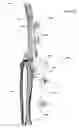 Fig. 22 - Clamping device for use with an anatomic external fixation system