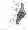 Fig. 03 - Anatomic external fixation system