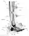 Fig. 32 - Anatomic external fixation system