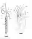 Fig. 06 - Spinal stabilizing and guiding fixation system