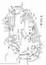 Fig. 04 - Single procedure torque limiter